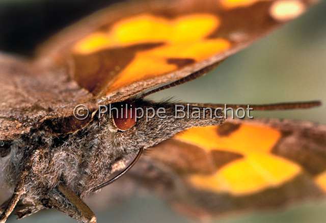 Libythea celtis.JPG - Libythea celtis (Portrait)EchancreNettle tree butterflyLepidopteraNymphalidaeFrance